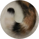 Ayaka Ito profile picture
